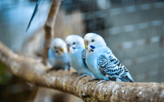 Muhabbet Kuşlarının Zekası: Şaşırtıcı Gerçekler
