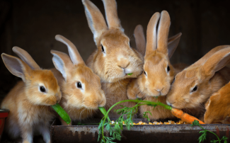 Tavşanların Hayatımıza Kattığı Mutluluk
